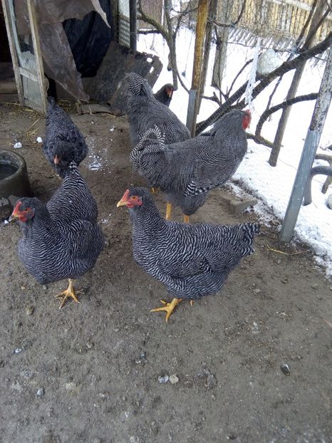  - Playmouth rock barat pt 2019