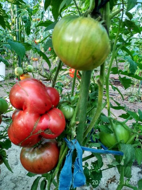 BLACK FROM TULA 2018 563 GR (3) - BLACK FROM TULA