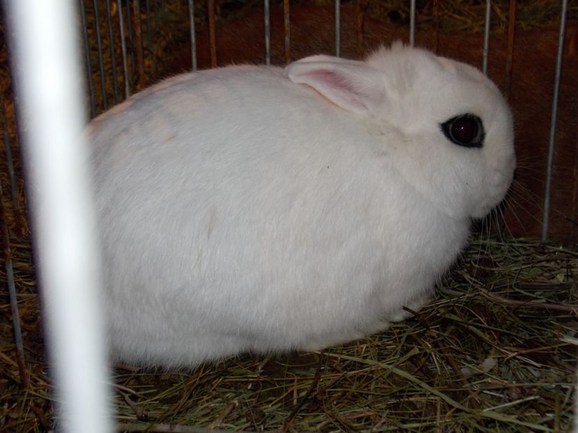  - EXPO-2019-ODORHEIU SECUIESC