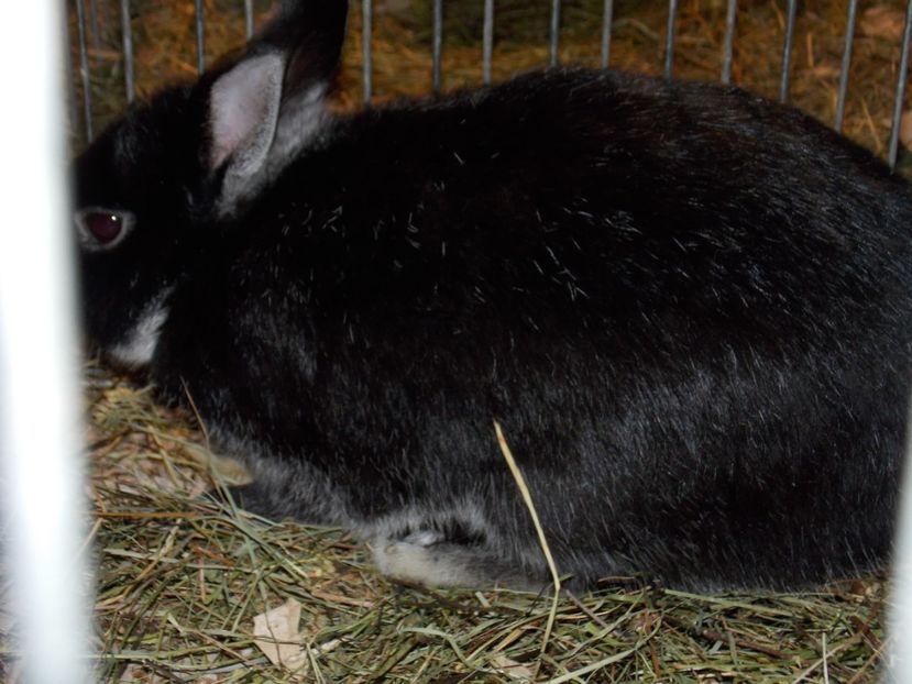  - EXPO-2019-ODORHEIU SECUIESC