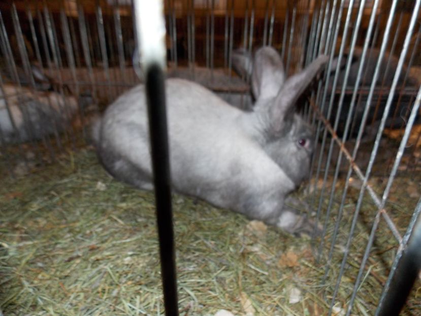  - EXPO-2019-ODORHEIU SECUIESC