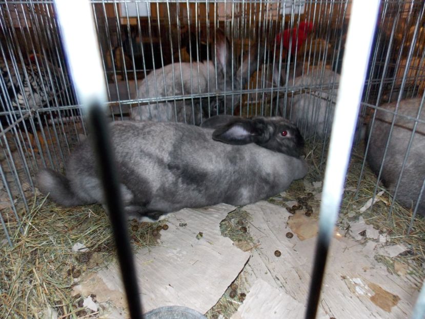  - EXPO-2019-ODORHEIU SECUIESC