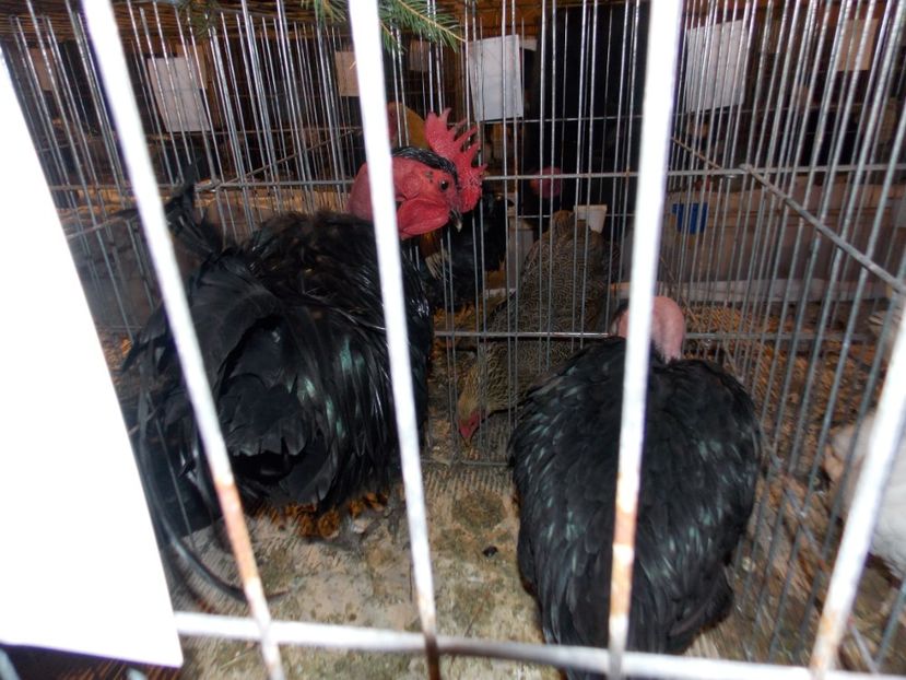  - EXPO-2019-ODORHEIU SECUIESC