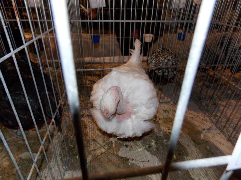  - EXPO-2019-ODORHEIU SECUIESC