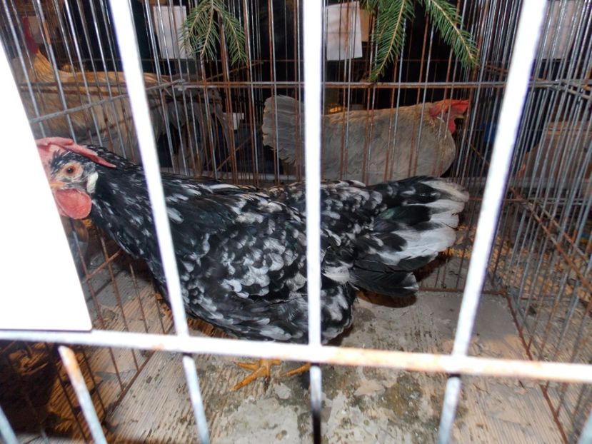  - EXPO-2019-ODORHEIU SECUIESC