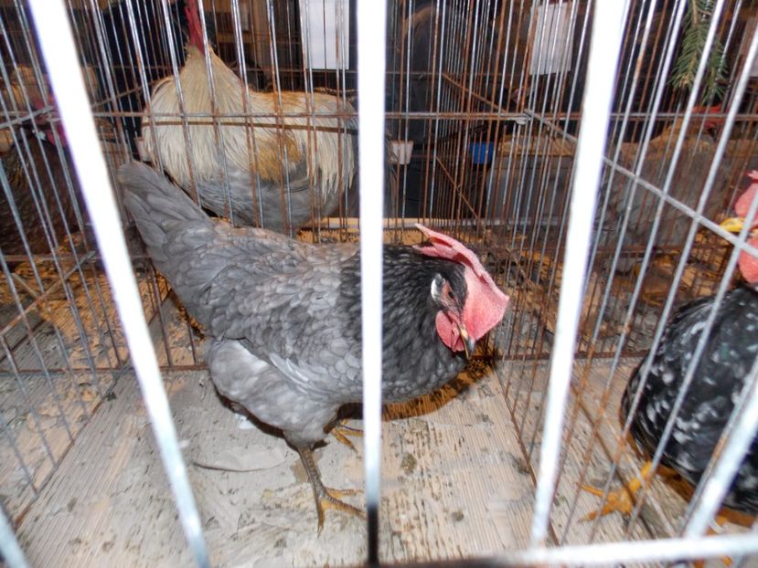  - EXPO-2019-ODORHEIU SECUIESC