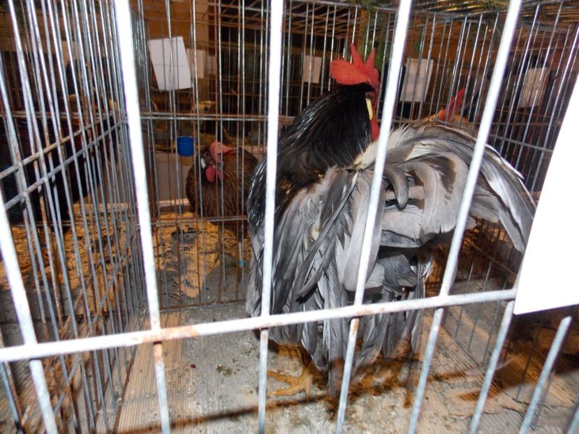  - EXPO-2019-ODORHEIU SECUIESC