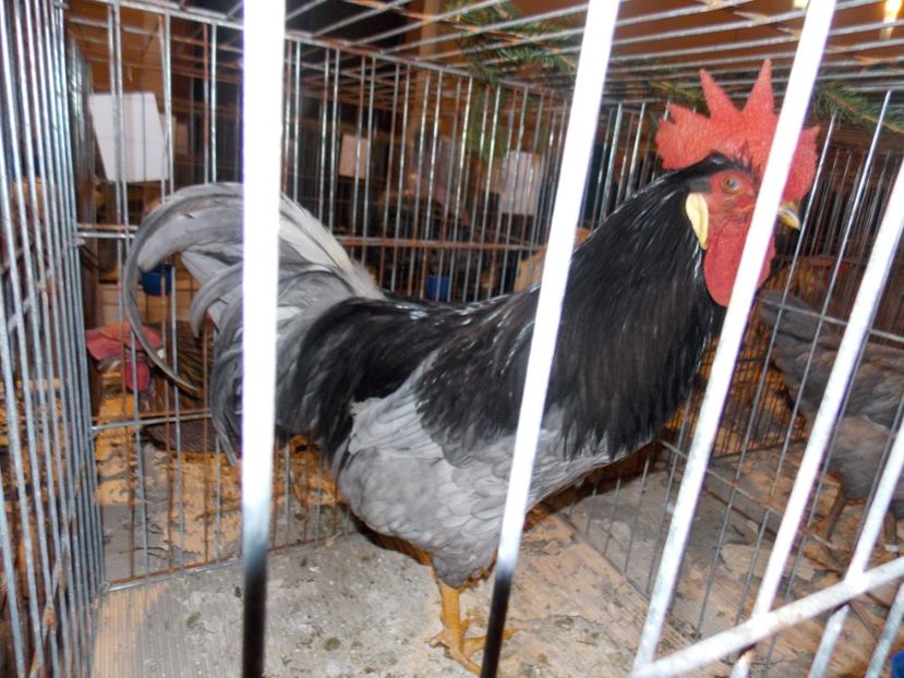  - EXPO-2019-ODORHEIU SECUIESC