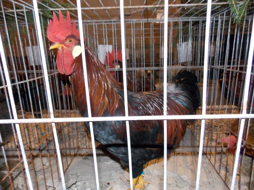  - EXPO-2019-ODORHEIU SECUIESC