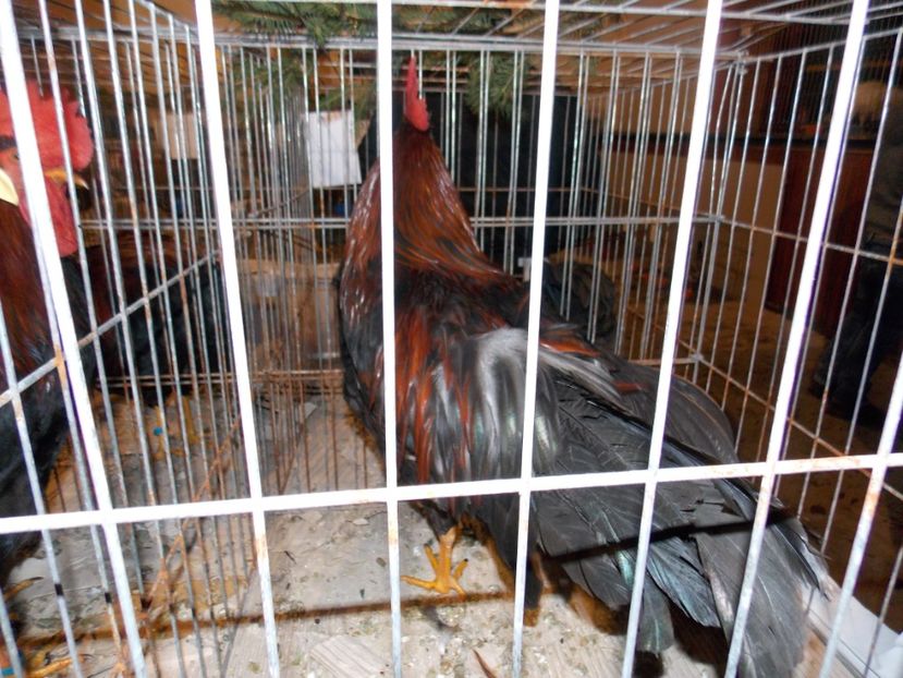  - EXPO-2019-ODORHEIU SECUIESC