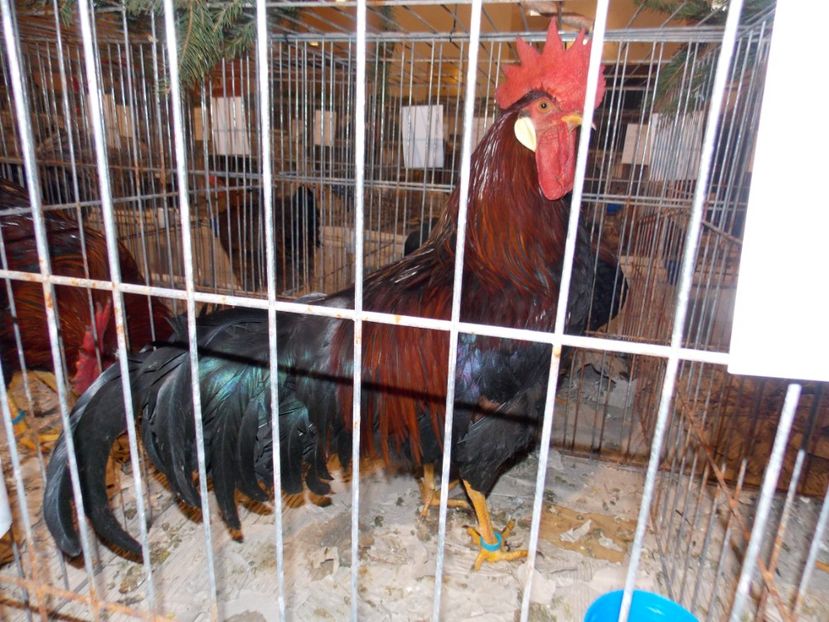  - EXPO-2019-ODORHEIU SECUIESC