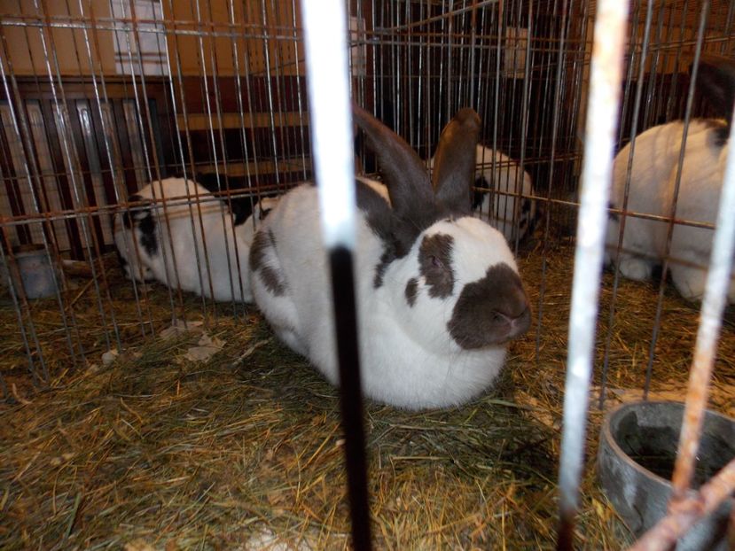  - EXPO-2019-ODORHEIU SECUIESC