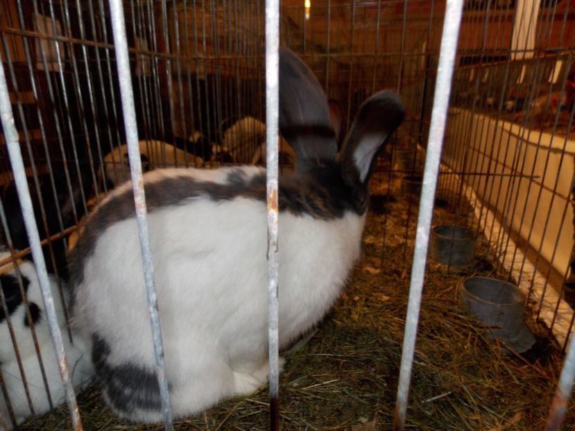  - EXPO-2019-ODORHEIU SECUIESC