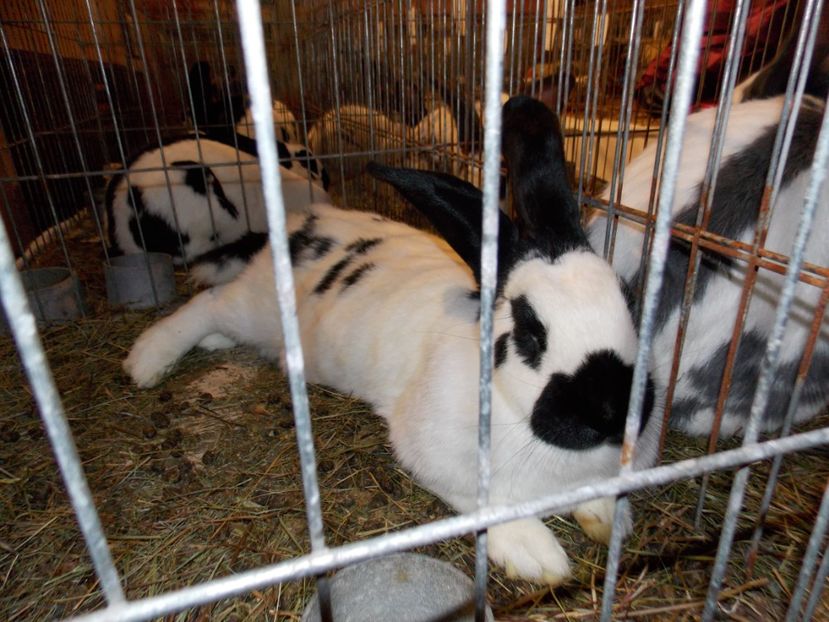  - EXPO-2019-ODORHEIU SECUIESC