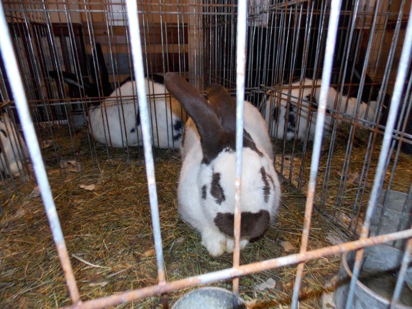  - EXPO-2019-ODORHEIU SECUIESC