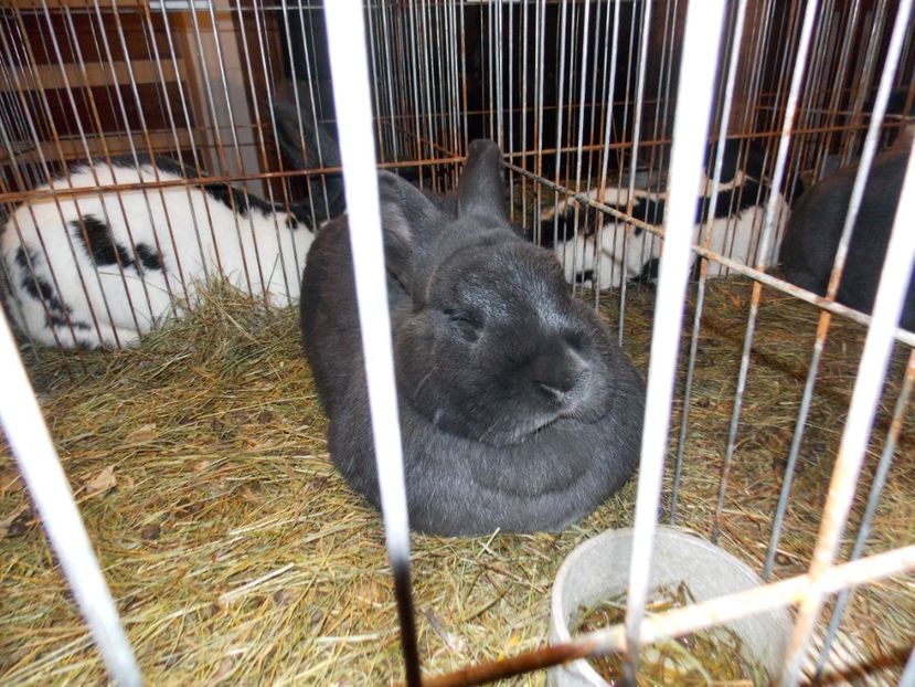  - EXPO-2019-ODORHEIU SECUIESC