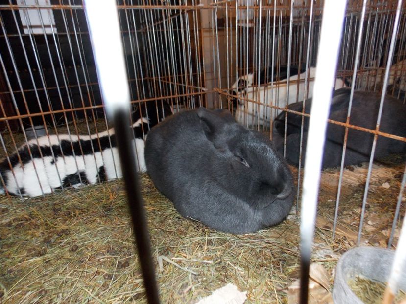  - EXPO-2019-ODORHEIU SECUIESC