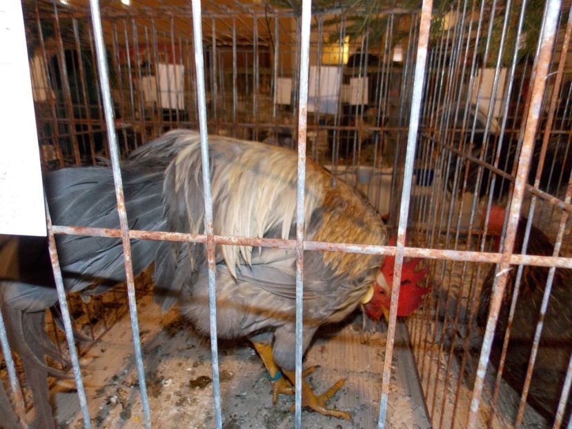  - EXPO-2019-ODORHEIU SECUIESC