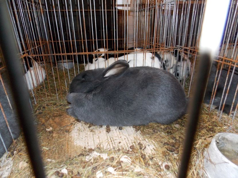  - EXPO-2019-ODORHEIU SECUIESC