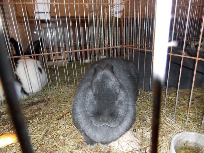  - EXPO-2019-ODORHEIU SECUIESC