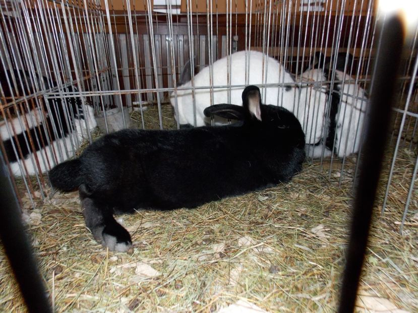  - EXPO-2019-ODORHEIU SECUIESC