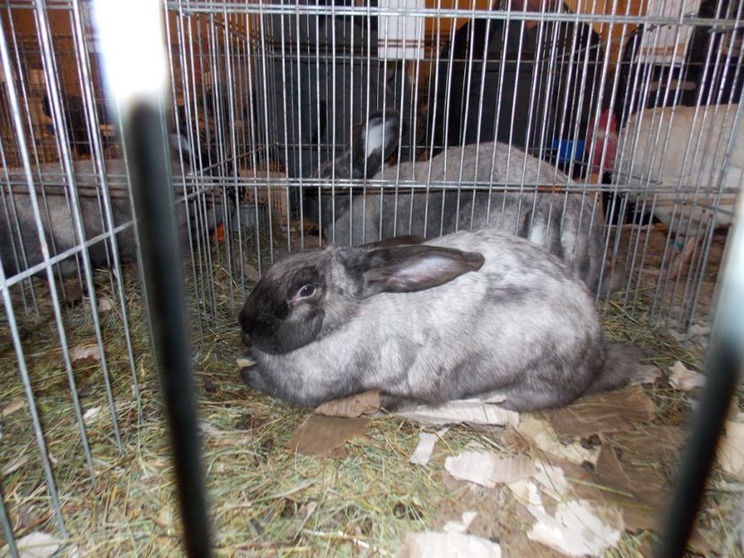  - EXPO-2019-ODORHEIU SECUIESC