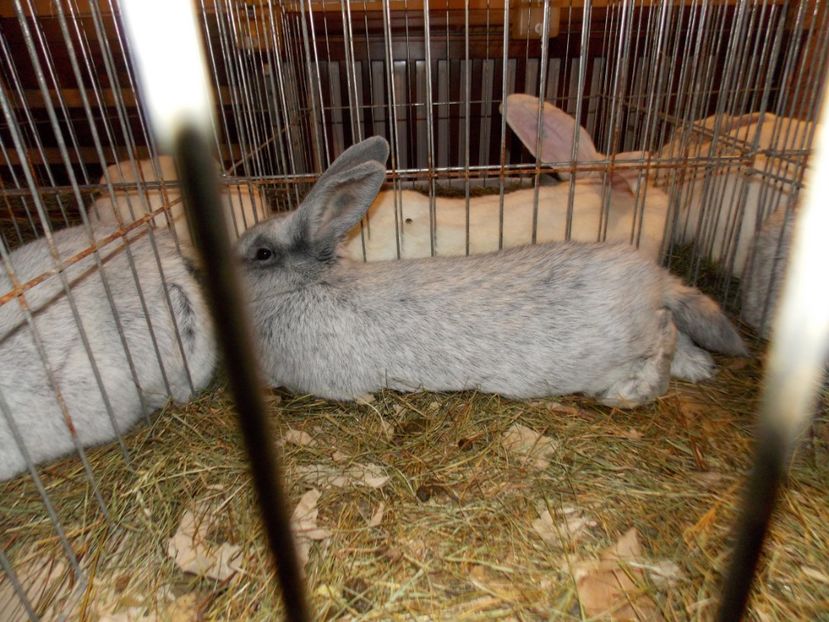  - EXPO-2019-ODORHEIU SECUIESC