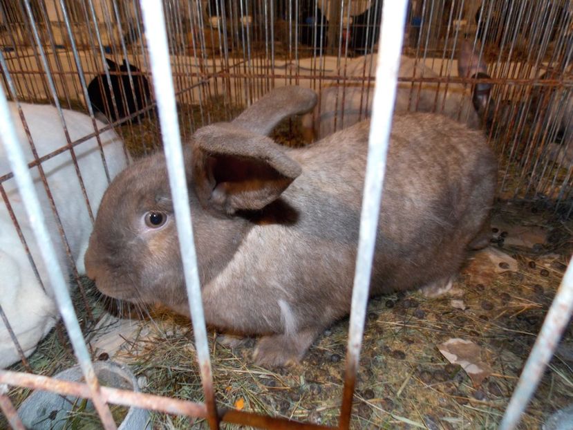  - EXPO-2019-ODORHEIU SECUIESC