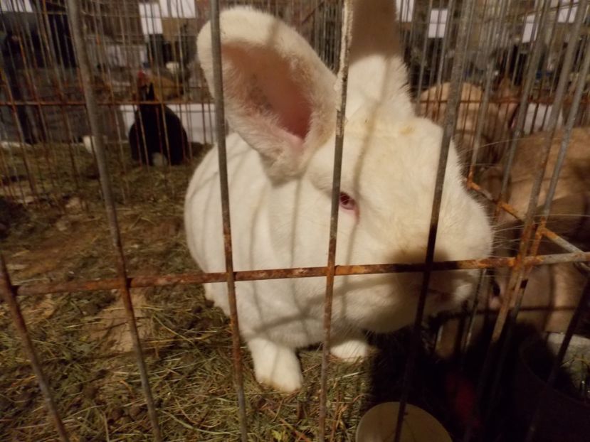  - EXPO-2019-ODORHEIU SECUIESC