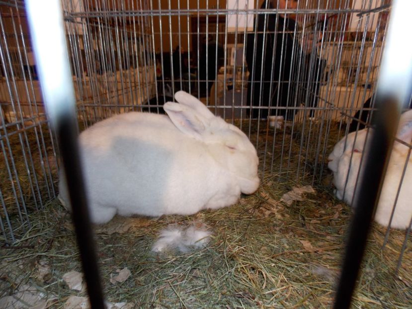  - EXPO-2019-ODORHEIU SECUIESC