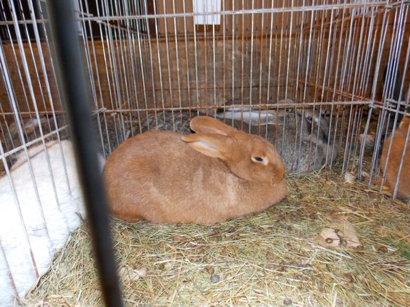  - EXPO-2019-ODORHEIU SECUIESC