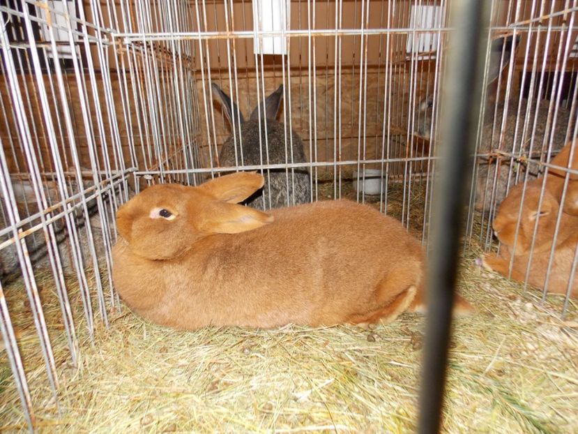  - EXPO-2019-ODORHEIU SECUIESC