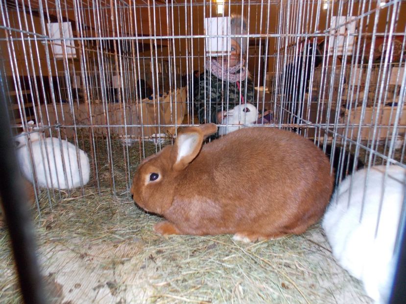  - EXPO-2019-ODORHEIU SECUIESC