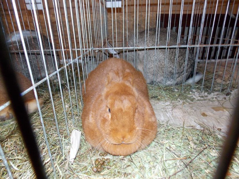  - EXPO-2019-ODORHEIU SECUIESC