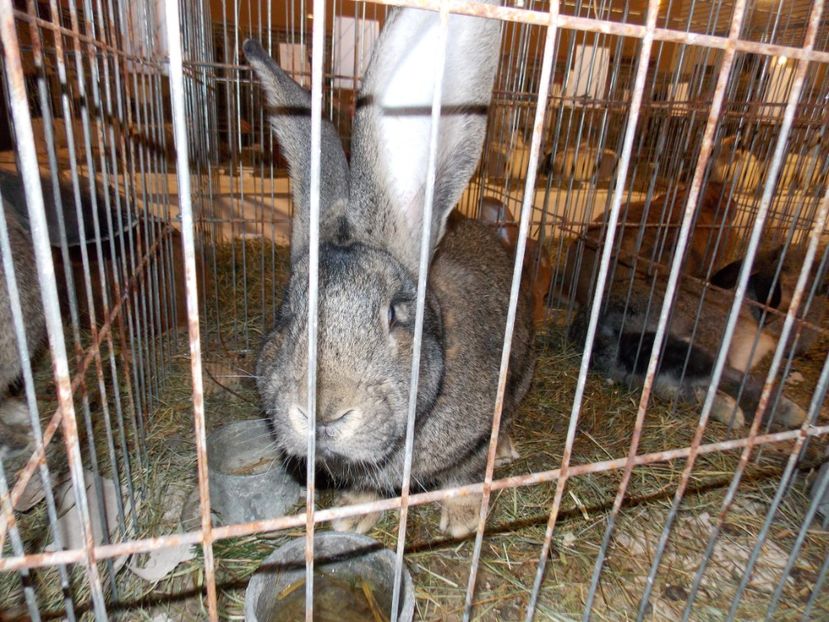  - EXPO-2019-ODORHEIU SECUIESC