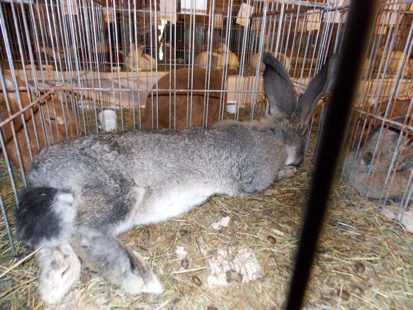  - EXPO-2019-ODORHEIU SECUIESC