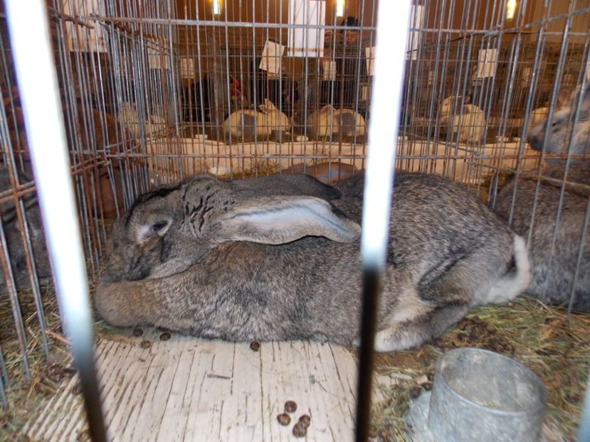  - EXPO-2019-ODORHEIU SECUIESC