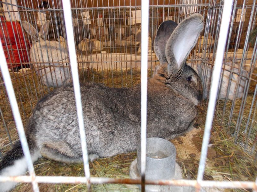  - EXPO-2019-ODORHEIU SECUIESC