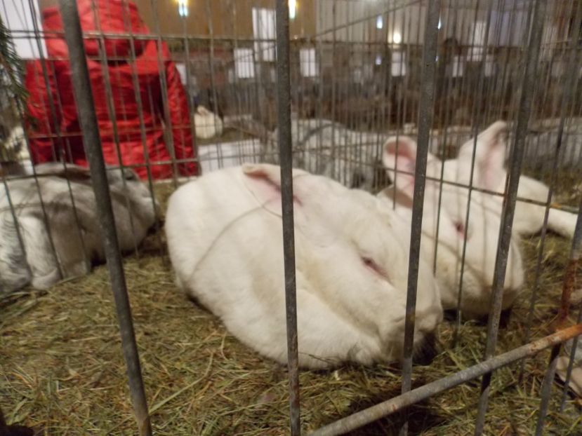  - EXPO-2019-ODORHEIU SECUIESC