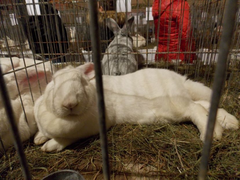  - EXPO-2019-ODORHEIU SECUIESC