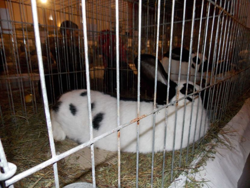  - EXPO-2019-ODORHEIU SECUIESC