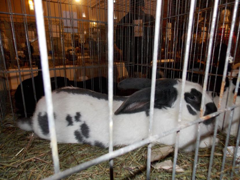  - EXPO-2019-ODORHEIU SECUIESC