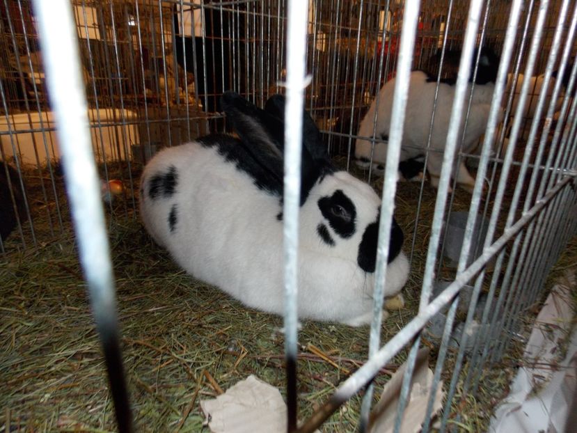  - EXPO-2019-ODORHEIU SECUIESC