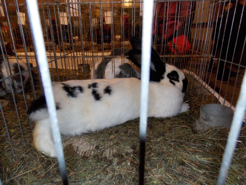  - EXPO-2019-ODORHEIU SECUIESC