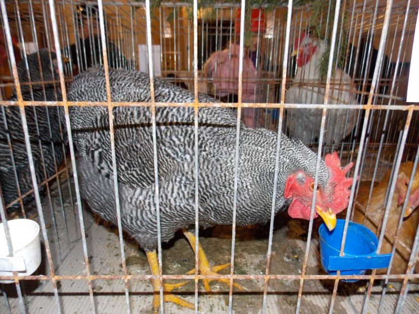  - EXPO-2019-ODORHEIU SECUIESC