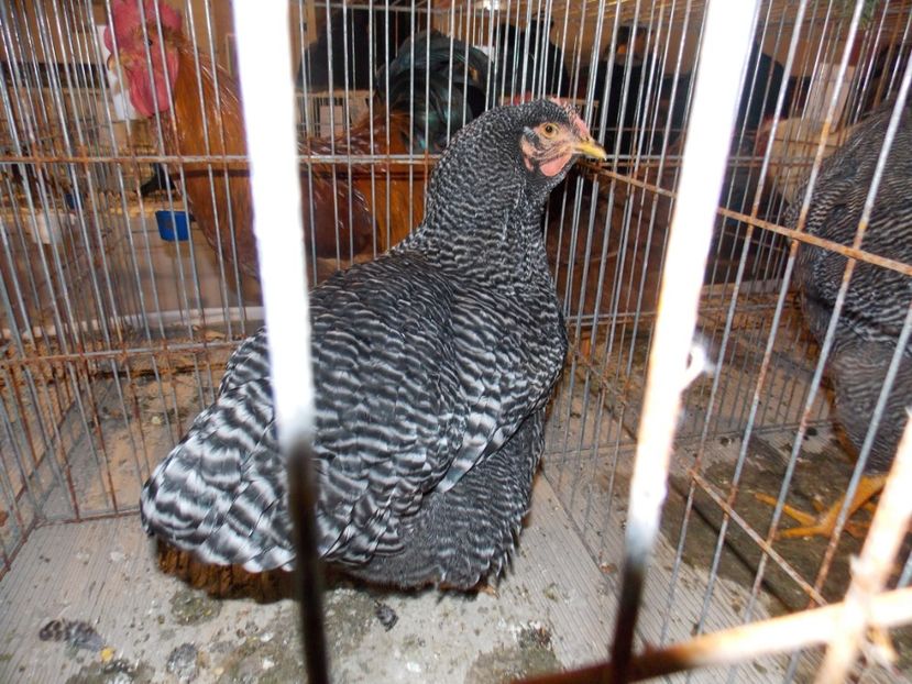  - EXPO-2019-ODORHEIU SECUIESC