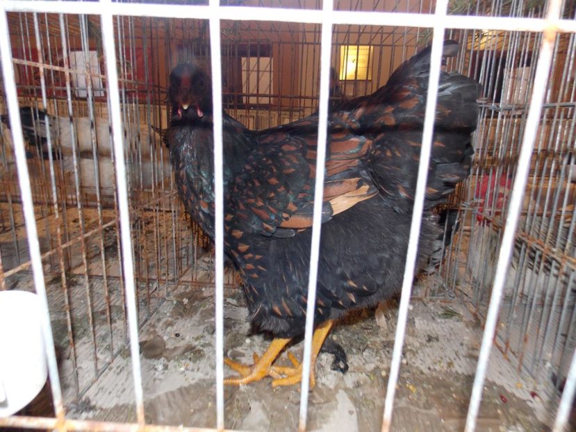  - EXPO-2019-ODORHEIU SECUIESC