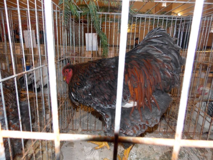  - EXPO-2019-ODORHEIU SECUIESC