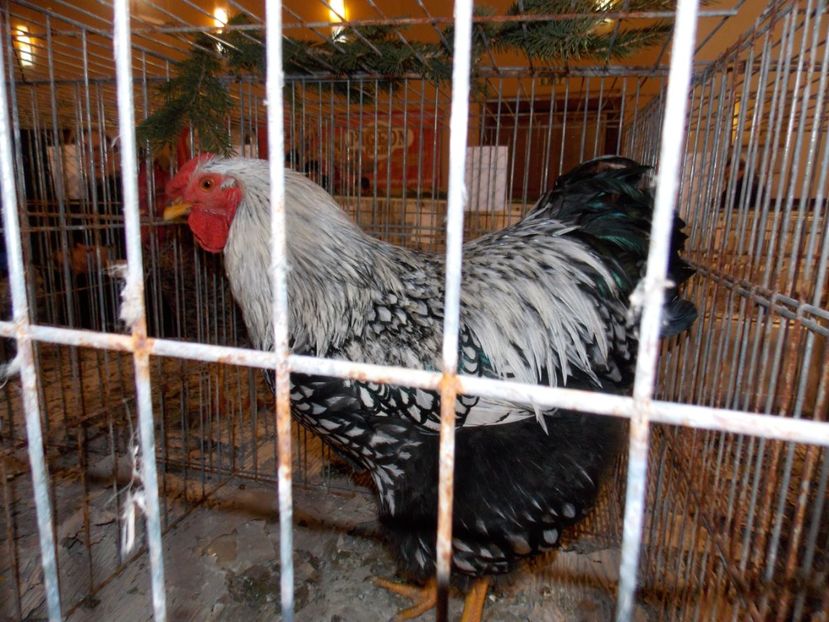  - EXPO-2019-ODORHEIU SECUIESC