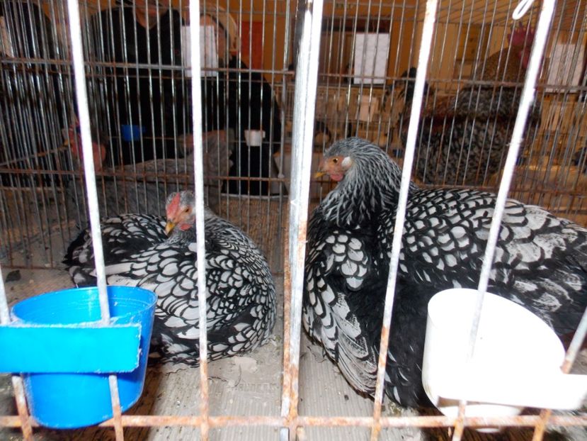  - EXPO-2019-ODORHEIU SECUIESC